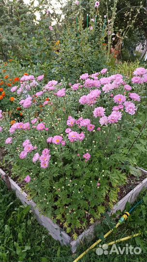 Садовые растения, топинамбур