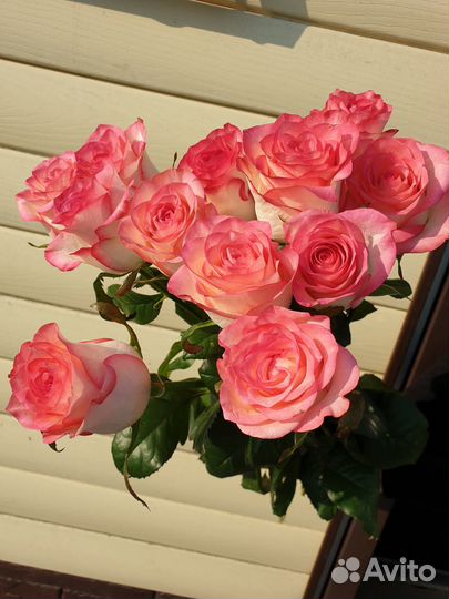 Цветы.Розы Шахты. Доставка. 21,51,101 роза