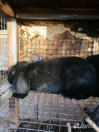 Кролики породы французский баран