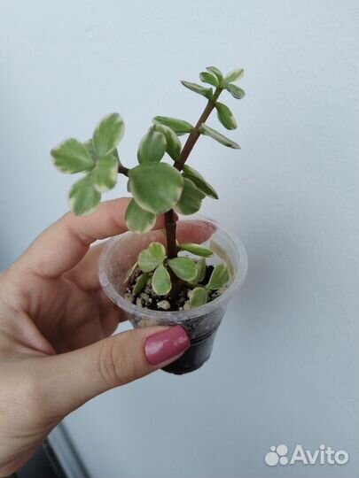 Суккуленты