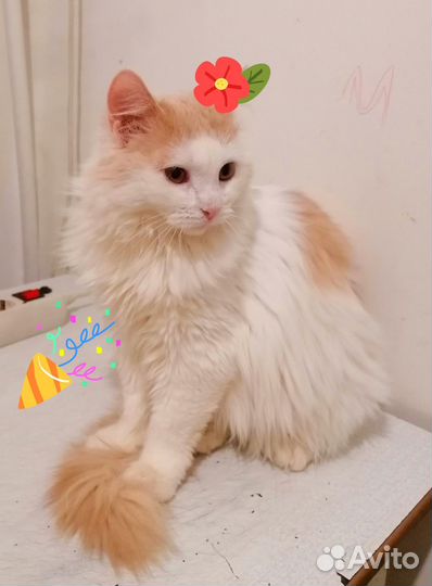 Кошечка стерильная подросток