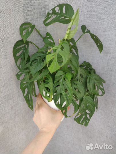 Монстера Адансона Манки Маск, Адансона Мотлед