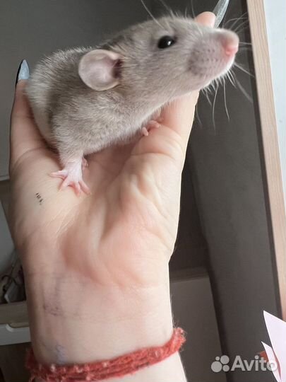 Крысы декоративные