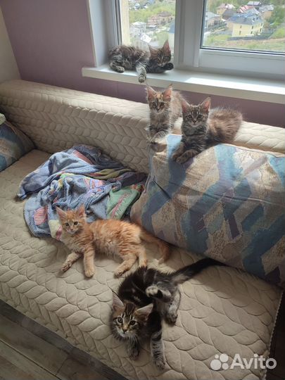 Котята мейн-кун