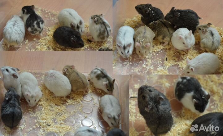 Ручный хомяки 1 мес.с клетками