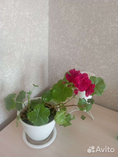 Пеларгония герань плющелистная