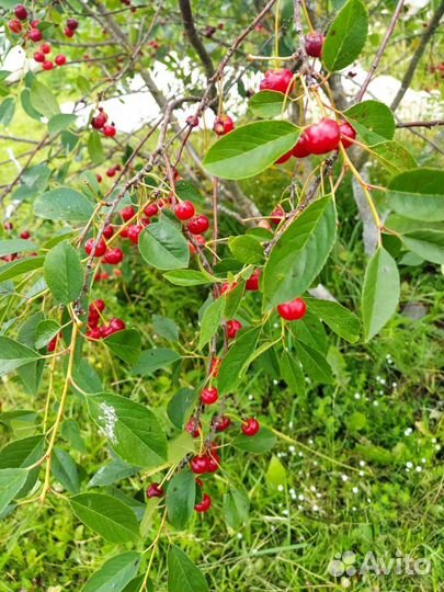 Отросток вишни