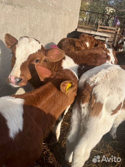 Крепкие телята бычки с доставкой