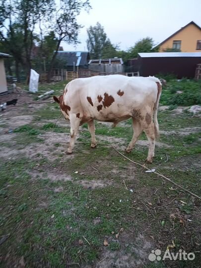 Быки на племя или на мясо