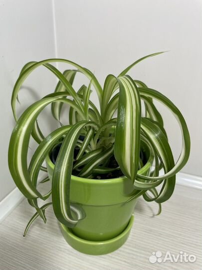 Хлорофитум Бони кудрявый