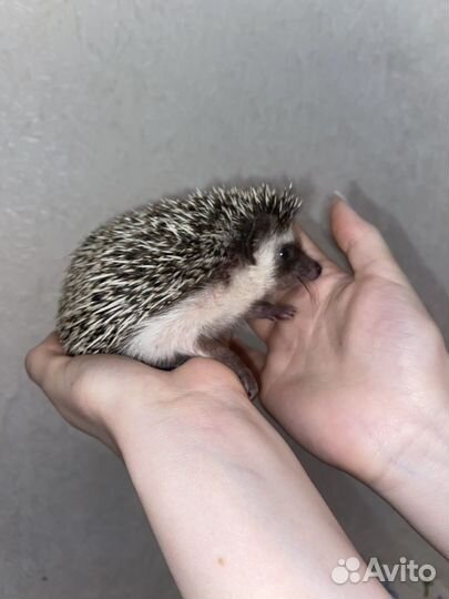 Африканский ежик