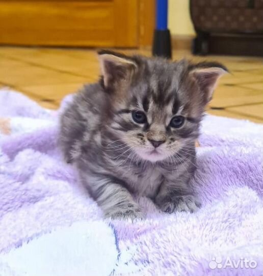 Очаровательный мальчик мей кун. Питомник