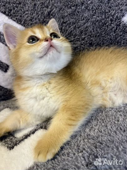 Шотландские котята