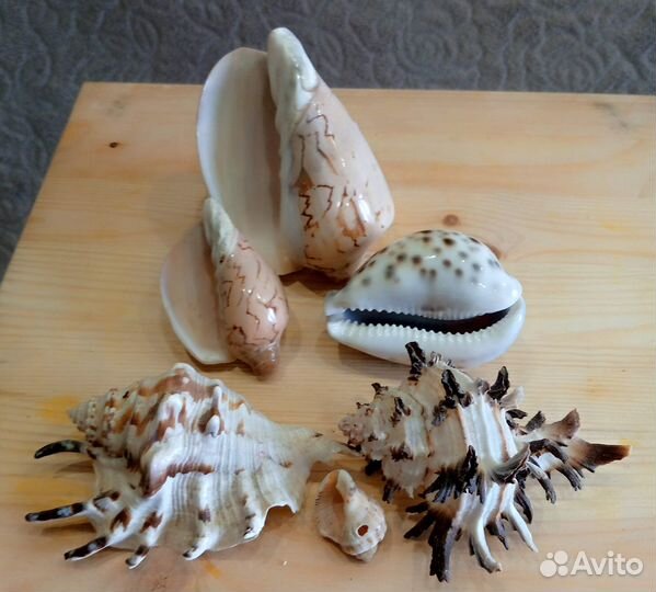 Морские ракушки раковины