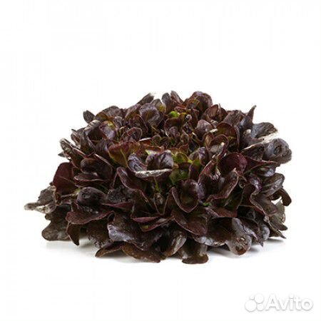 Семена Салата 