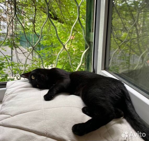 Черная кошка отдам в добрые руки