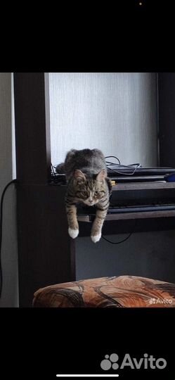 Кошка в добрые руки