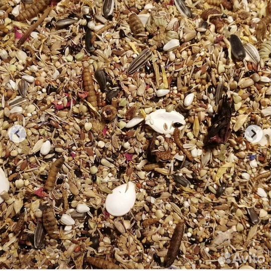 Мешанина для хомячков (зерносмесь) и венички