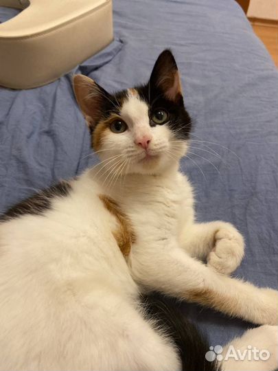 Котенок 3 месяца
