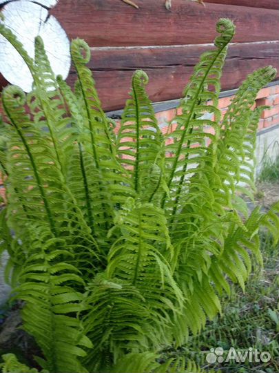 Папоротник декоративный