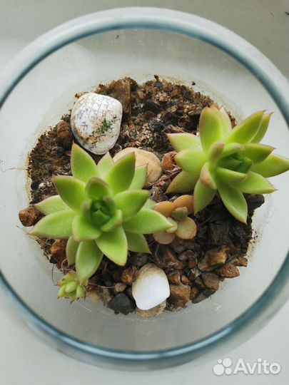 Сукулент Эхиверия