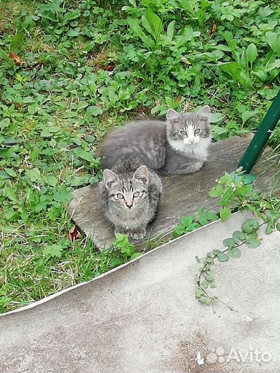 Котята в добрые руки бесплатно