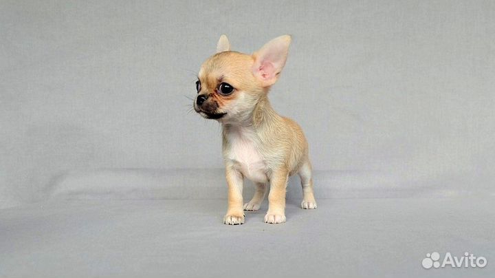 Чихуа девочка мини