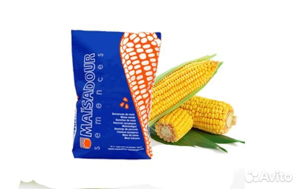 Семена кукурузы на зерно и силос мас 10.А/Masseed