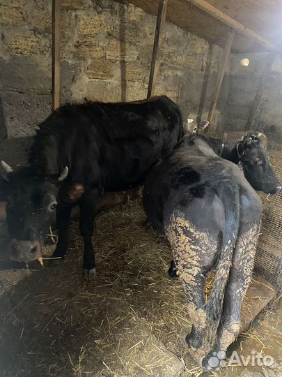 Продам телок
