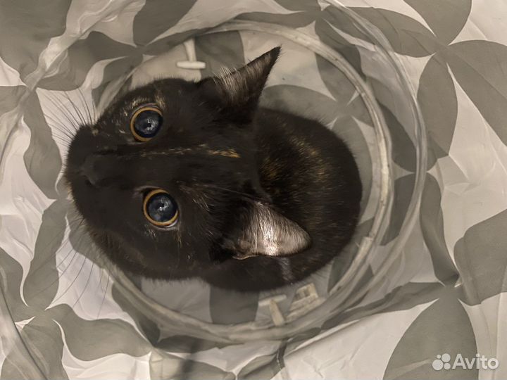 Вязка кошки