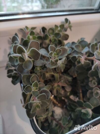 Дерево Любви