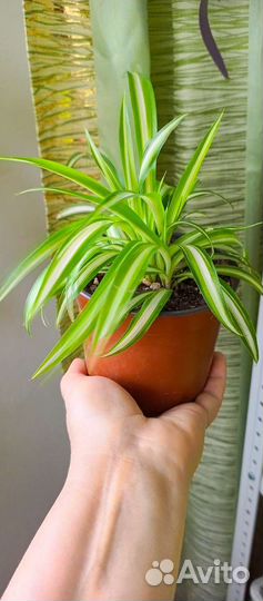 Традисканция и хлорофитум