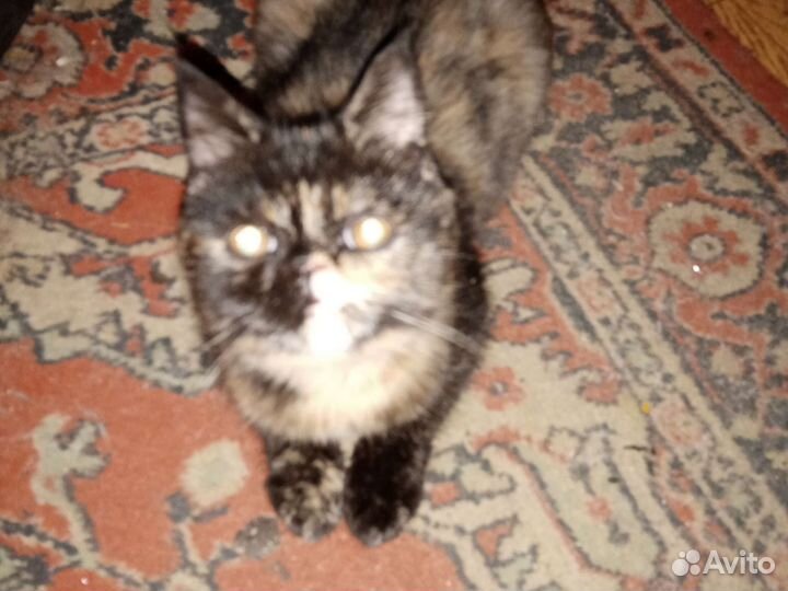Персидская кошка