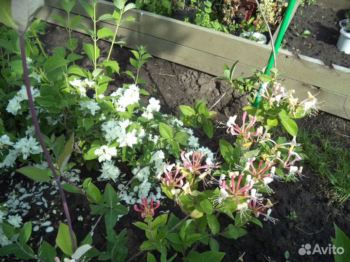 Многолетники