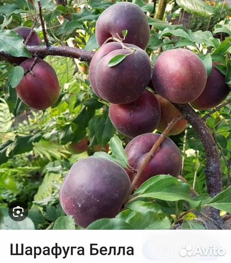 Запись на осень плодовые и декор, деревья, розы