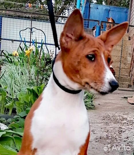 Басенджи щенки