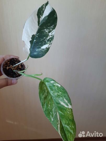 Эпипремнум Пиннатум вайт