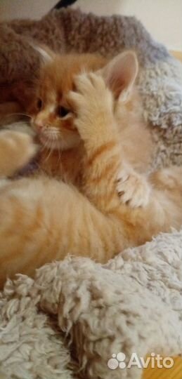 Котики и кошечки
