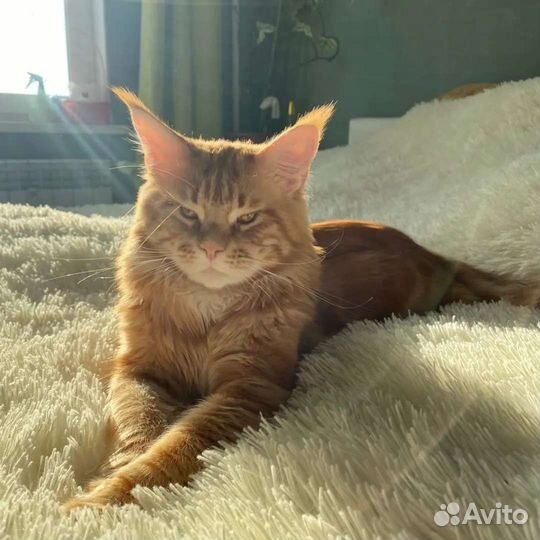 Котята мейн-кун