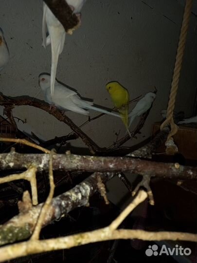 Птенцы волнистый попугай