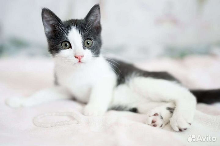 Котик в добрые руки