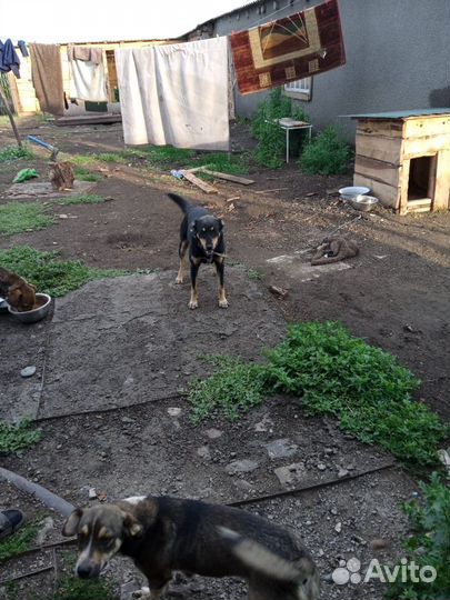 Собаки на охрану