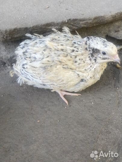 Яйцо перепелиное пищевое и инкубационное