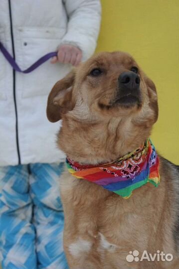 Баффи предали и отдали в приют