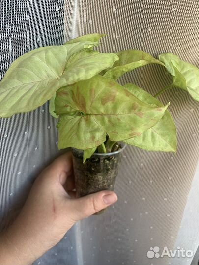 Сингониумы разные сорта