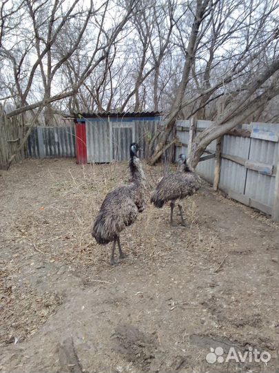 Продам страусов