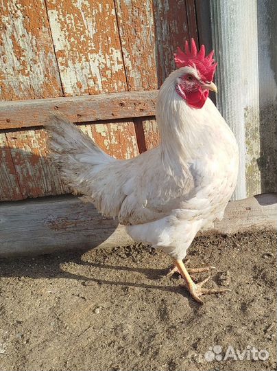 Молодые петухи