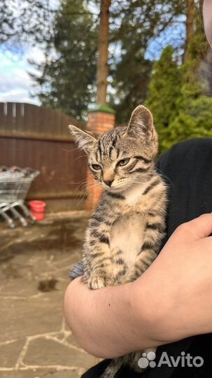 Нашли котенка