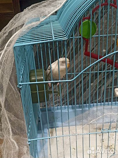 Волнистый попугай