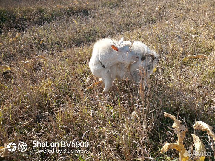 Козел для вязки